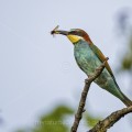 Bienenfresser (Merops apiaster)