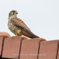 Turmfalke (Falco tinnunculus) Weibchen