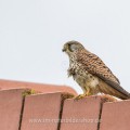 Turmfalke (Falco tinnunculus) Weibchen