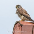 Turmfalke (Falco tinnunculus) Weibchen