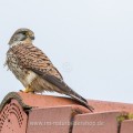 Turmfalke (Falco tinnunculus) Weibchen