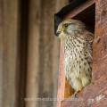 Turmfalke (Falco tinnunculus) Weibchen