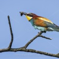 Bienenfresser (Merops apiaster) mit Beute