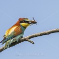 Bienenfresser (Merops apiaster)