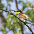 Bienenfresser (Merops apiaster)