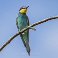 Bienenfresser (Merops apiaster)