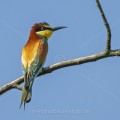 Bienenfresser (Merops apiaster)
