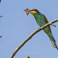 Bienenfresser (Merops apiaster)
