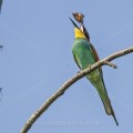 Bienenfresser (Merops apiaster)