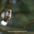 Sperlingskauz (Glaucidium passerinum)