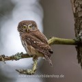 Sperlingskauz (Glaucidium passerinum)