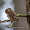 Sperlingskauz (Glaucidium passerinum)
