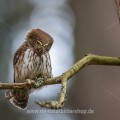Sperlingskauz (Glaucidium passerinum)
