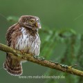 Sperlingskauz (Glaucidium passerinum)