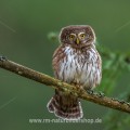 Sperlingskauz (Glaucidium passerinum)