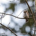Sperlingskauz (Glaucidium passerinum)