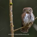 Sperlingskauz (Glaucidium passerinum)