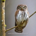 Sperlingskauz (Glaucidium passerinum)