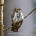 Sperlingskauz (Glaucidium passerinum)