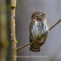 Sperlingskauz (Glaucidium passerinum)
