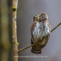 Sperlingskauz (Glaucidium passerinum)