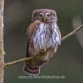 Sperlingskauz (Glaucidium passerinum)