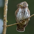Sperlingskauz (Glaucidium passerinum)