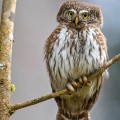 Sperlingskauz (Glaucidium passerinum)