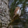 Sperlingskauz (Glaucidium passerinum)