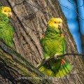 Gelbkopfamazone (Amazona oratrix)