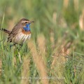 Weißsterniges Blaukehlchen (Luscinia svecica) Männchen