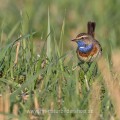 Weißsterniges Blaukehlchen (Luscinia svecica) Männchen