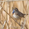 Weißsterniges Blaukehlchen (Luscinia svecica) Männchen