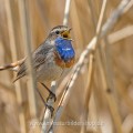 Weißsterniges Blaukehlchen (Luscinia svecica) Männchen
