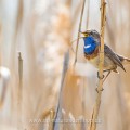 Weißsterniges Blaukehlchen (Luscinia svecica) Männchen