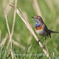Weißsterniges Blaukehlchen (Luscinia svecica) Männchen