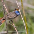 Weißsterniges Blaukehlchen (Luscinia svecica) Männchen