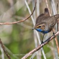 Weißsterniges Blaukehlchen (Luscinia svecica) Männchen