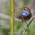 Weißsterniges Blaukehlchen (Luscinia svecica) Männchen