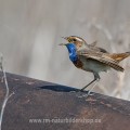 Weißsterniges Blaukehlchen (Luscinia svecica) Männchen