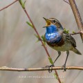 Weißsterniges Blaukehlchen (Luscinia svecica) Männchen