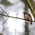 Sperlingskauz (Glaucidium passerinum)