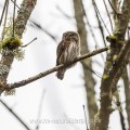 Sperlingskauz (Glaucidium passerinum)