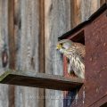 Turmfalke (Falco tinnunculus) Männchen