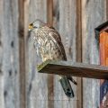 Turmfalke (Falco tinnunculus) Männchen
