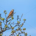 Turmfalke (Falco tinnunculus)