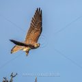 Turmfalke (Falco tinnunculus)