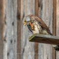 Turmfalke (Falco tinnunculus) Männchen