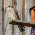 Turmfalke (Falco tinnunculus) Männchen