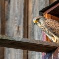 Turmfalke (Falco tinnunculus) Männchen